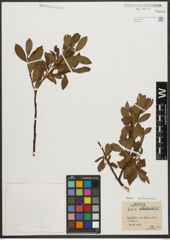 Foto von Salix waldsteiniana Willd.